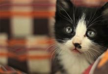 【41款】可爱小猫猫咪萌宠短视频素材