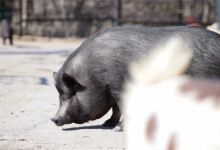 【27款】小猪猪猪萌宠短视频素材