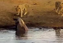 【680款】野生动物狩猎觅食打斗厮杀捕猎瞬间短视频素材